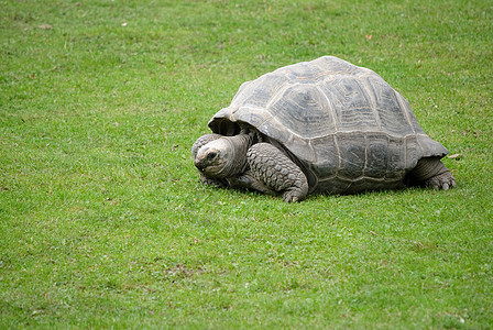 巨龟公园爬行动物两栖动物动物园动物爬虫野生动物乌龟图片