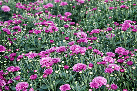 紫菊花多叶菊花花园妈妈们花瓣树叶紫色季节性图片