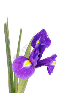 伊瑞斯萼片蓝色紫色植物鸢尾叶子宏观花序花瓣生长图片