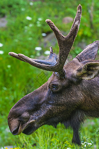 Moose 缝合鹿角荒野绿色驼鹿棕色男性哺乳动物动物图片
