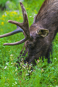 Moose 缝合绿色棕色荒野哺乳动物驼鹿动物男性鹿角图片