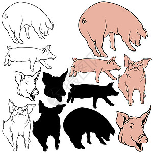 收集猪猪肉曲线动物家畜哺乳动物剪影绘画母猪火腿公猪草图图片