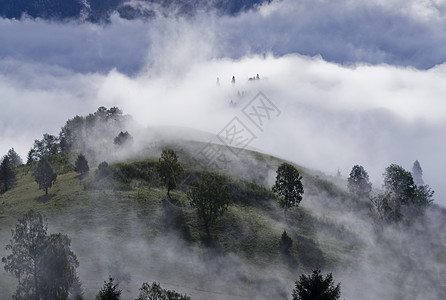 雾雾中的林中薄雾荒野场景地形木头故事树木植物天气叶子图片