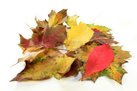 秋季假期风格落叶季节橙子装饰印象金子树叶葡萄叶植物学图片