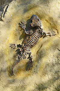 锡摩利亚古生物学矿物石头订金考古学新石器遗迹蜥蜴石器侏罗纪图片