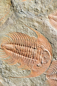化石三叶石头古生物学古生代生物学海洋页岩科学岩石地质学三叶虫背景图片