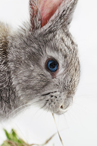 灰兔农业哺乳动物耳朵毛皮乐趣野兔荒野宠物灰色动物图片