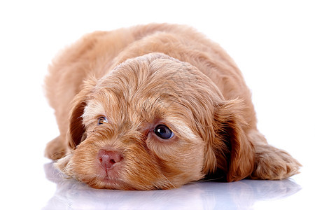 装饰性狗狗的小狗就躺在白色背景上猎犬快乐哺乳动物好奇心爪子动物棕色褐色犬类宠物图片
