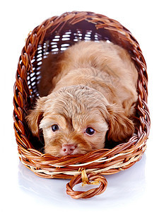 红色的小狗 装饰的狗 在一个小篮子里图片