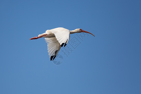 飘飘的白色Ibis背景图片