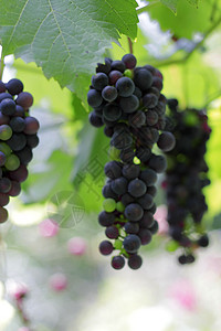 黑葡萄团准备收割叶子生长水果村庄浆果藤蔓植物乡村种植园黑色图片