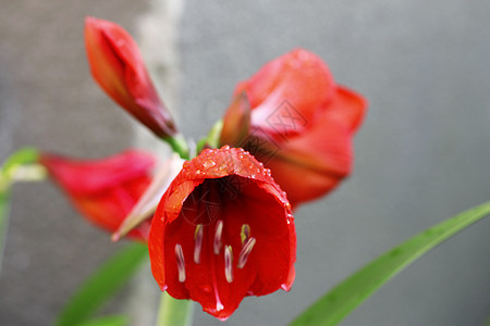 雨后水滴和火红的阿玛丽丝灯泡季节红宝石植物群曲线花瓣生长卷曲植物植物学图片