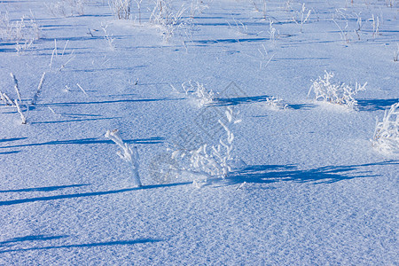 下雪时 青草被冰冻的霜覆盖太阳灌木新年国家强光雪花公园树枝森林场地图片