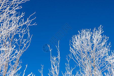 特写寒雪树的枝叶森林水晶磨砂窗户天气分支机构蓝色降雪薄片季节图片