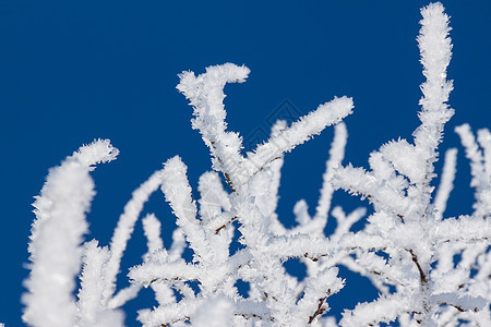 特写寒雪树的枝叶天气降雪磨砂森林季节水晶窗户蓝色薄片分支机构图片