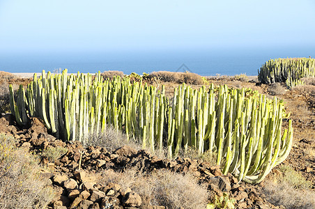 沙漠中的绿色大仙人掌植物群植物山脉荒野天空公园国家蓝色日落图片