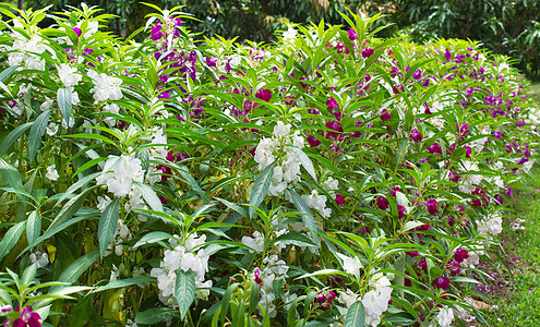 花园里的花朵多彩花瓣公园季节场景农民农场植物群紫色生活院子图片