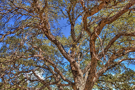 橡树分支树干天空棕色分支机构绿色树叶木头橡木图片