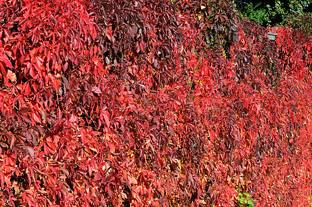 秋季假期树叶绿色植物叶子季节红色图片