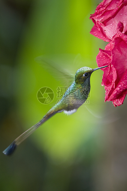 蜂鸟-厄瓜多尔明多云林图片