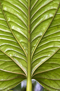 大型叶叶     厄瓜多尔热带云林图片