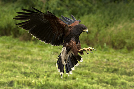 Harris's Hawk - 厄瓜多尔图片