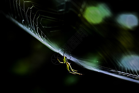 蜘蛛环保生态蜘蛛网生物多样性环境昆虫背景图片