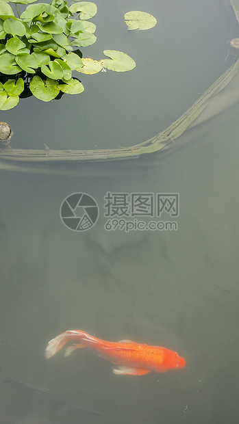 水百里金鱼水生植物花朵池塘紫色花园图片