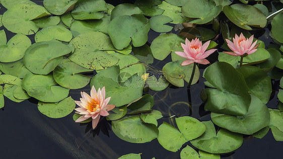 水百里金鱼紫色花朵水生植物花园池塘图片