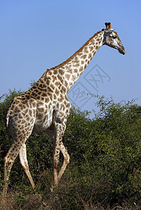 Giraffe  博茨瓦纳动物群荒野脖子野生动物动物哺乳动物旅行图片