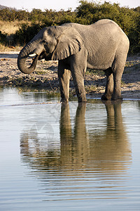 非洲大象在博茨瓦纳萨武提的一个水井里饮酒图片