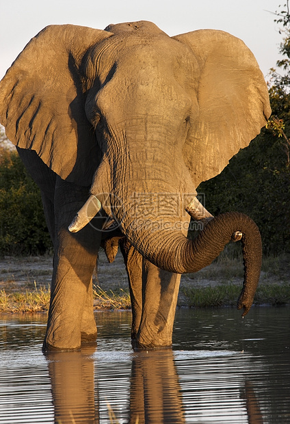 非洲大象     博茨瓦纳耳朵象牙旅游荒野动物野生动物哺乳动物水坑池塘旅行图片