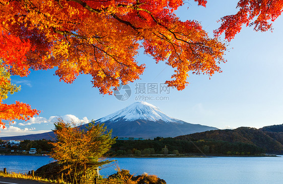 秋秋藤山杂草火山草原枫叶红假芦苇枫树公吨花园红色图片