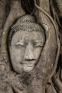 树上的佛头雕塑废墟纪念碑宗教红砖精神榕树树干佛教徒树根图片