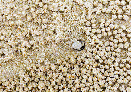 小白螃蟹移动沙球海滩白色珊瑚栖息地海岸生活土地沙漠昆虫地球图片