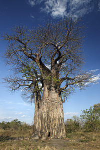猴面包树  博茨瓦纳植物群图片