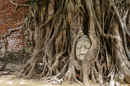 旧树上的佛头纪念碑佛教徒文化红砖树根地标雕像宗教红色树干图片