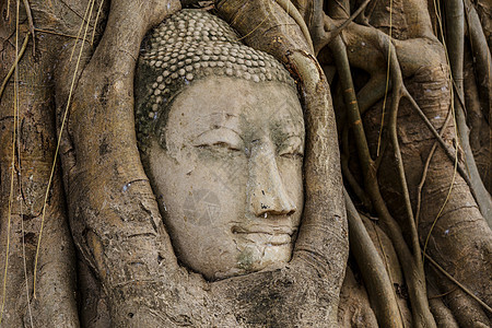 树上的佛头雕像寺庙树干佛教徒红色榕树地标红砖纪念碑废墟图片