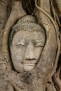 树上的佛头宗教地标榕树树干树根寺庙佛教徒雕像精神废墟图片