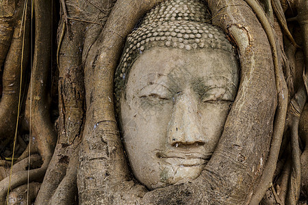树上的佛头树根红砖雕像佛教徒地标寺庙纪念碑红色文化榕树图片