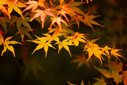 秋叶红色黄色枫树橙枫叶子环境季节性背景枫叶橙子图片