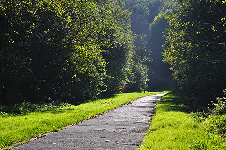 在富尔达公园里有树木的 黑绿色绿小巷叶子晴天林地森林薄雾阴影环境树叶风景车道图片