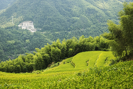 中国文州风景     山地景观乡村山谷收成农业农家竹子梯田山脉路线绿色图片