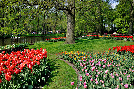 荷兰Keukenhof公园的红色 粉红色 黄色郁金香图片