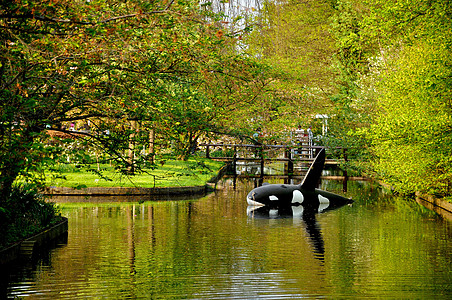 在荷兰Keukenhof公园的河流中图片