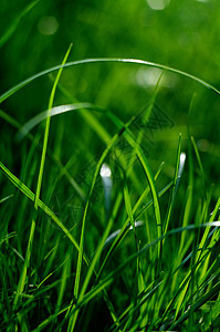 鲜绿色青草近身 莫斯科背景图片
