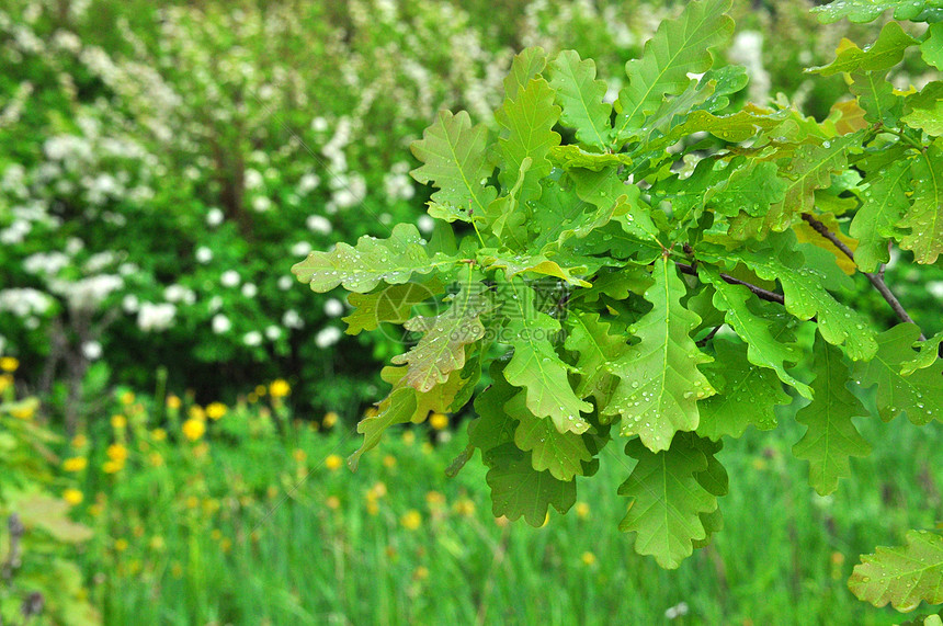 青绿橡树的鲜绿色湿枝 有雨滴图片