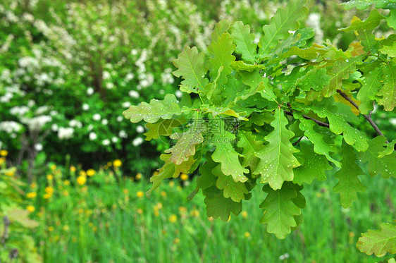 青绿橡树的鲜绿色湿枝 有雨滴图片