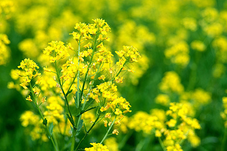 鲜花多彩的新黄色苦药花Barbrea粗俗水芹叶子宠物树叶植物花园雄蕊花粉植物群草地图片