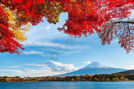 秋秋藤山花园植物火山红色枫叶杂草公吨红树枫树芦苇图片